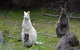 Full-Day Guided Bruny Island Tour From Hobart - thumb 0