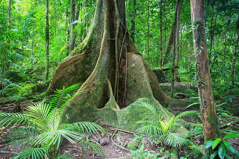 Mossman Gorge Adventure Day - Accommodation Sunshine Coast 4