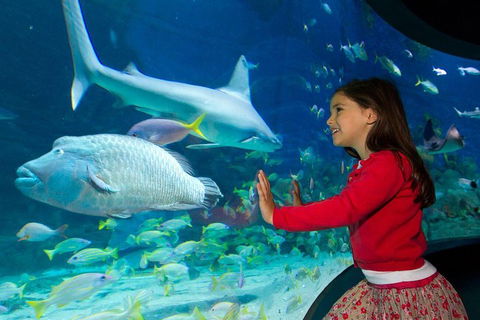 SEA LIFE Melbourne Aquarium Admission Ticket - Accommodation Sunshine Coast 1