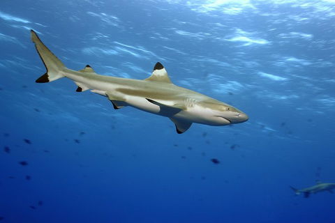 SEA LIFE Melbourne Aquarium Admission Ticket - Accommodation Sunshine Coast 3