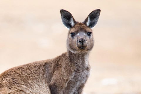 Kangaroo Island Luxury Small Group 'East End Explorer' Full Day Tour - Accommodation Sunshine Coast 1