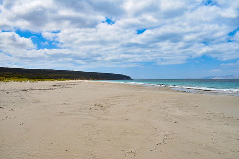 Kangaroo Island Luxury Small Group 'East End Explorer' Full Day Tour - Accommodation Sunshine Coast 3