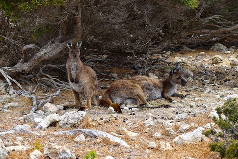 Kangaroo Island Luxury Small Group 'East End Explorer' Full Day Tour - Accommodation Sunshine Coast 4
