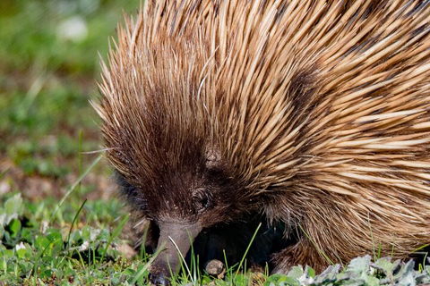 Kangaroo Island Luxury Small Group 'East End Explorer' Full Day Tour - Accommodation Sunshine Coast 5