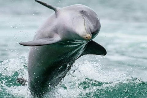 Dolphin, Penguin And Sea Lion Cruise - Accommodation Sunshine Coast 2