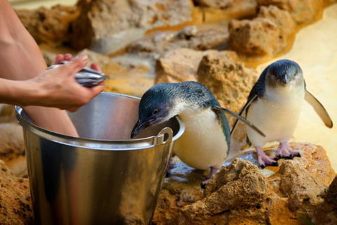 Dolphin, Penguin And Sea Lion Cruise - Accommodation Sunshine Coast 3