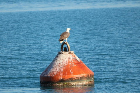 Roebuck Bay Snubfin Dolphin Cruise - Accommodation Sunshine Coast 1