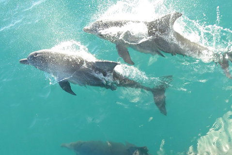 Roebuck Bay Snubfin Dolphin Cruise - Accommodation Sunshine Coast 2