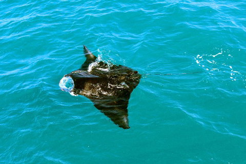 Roebuck Bay Snubfin Dolphin Cruise - Accommodation Sunshine Coast 5