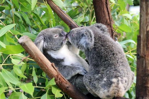 Classic Kuranda By Skyrail And Scenic Railway Including Rainforestation, Koala And Wildlife Park And Pamagirri Aboriginal Experi - Accommodation Sunshine Coast 3