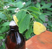 Australian Butterfly Sanctuary- Virtual Interactive Tour With Private Guide - Accommodation Sunshine Coast