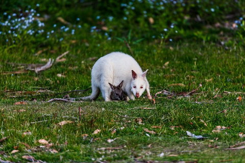 Bruny Island Traveller - Gourmet Tasting And Sightseeing Day Trip From Hobart - Accommodation Sunshine Coast 3