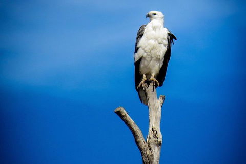 Kangaroo Island 75-Minute Ocean Safari - Accommodation Sunshine Coast 0