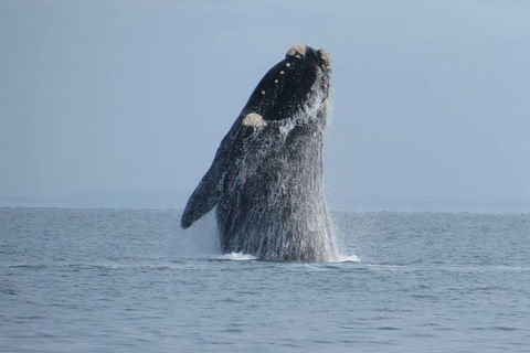 Kangaroo Island 75-Minute Ocean Safari - Accommodation Sunshine Coast 2