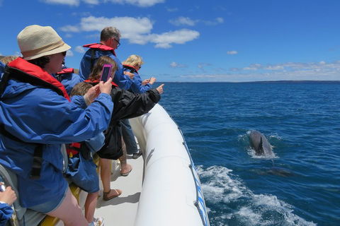 Kangaroo Island 75-Minute Ocean Safari - Accommodation Sunshine Coast 3