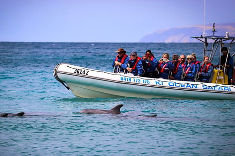 Kangaroo Island 75-Minute Ocean Safari - Accommodation Sunshine Coast 4