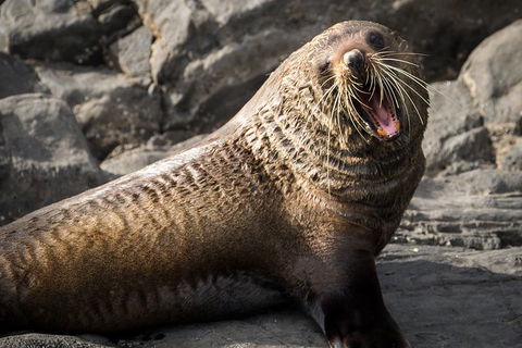 Kangaroo Island 75-Minute Ocean Safari - Accommodation Sunshine Coast 5