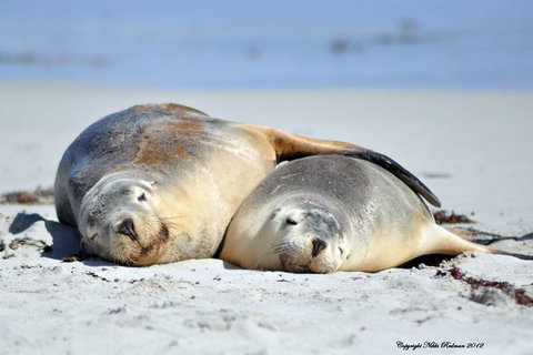 NEW TOUR - Kangaroo Island Road To Recovery Tour (1 Day/1 Night) - Accommodation Sunshine Coast 1