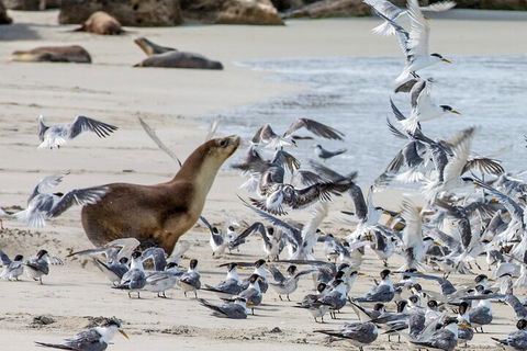 Full-Day Kangaroo Island Experience Departing From Kangaroo Island - Accommodation Sunshine Coast 1
