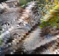 Kuranda Koala Gardens and Birdworld Admission Tickets - Accommodation Sunshine Coast