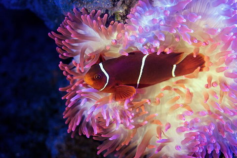 Cairns Aquarium By Twilight With 3-Course Dinner - Accommodation Sunshine Coast 0