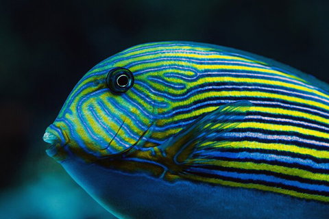 Cairns Aquarium By Twilight With 3-Course Dinner - Accommodation Sunshine Coast 5