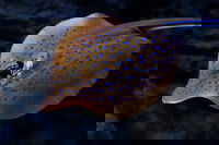 Cairns Aquarium Tour by Twilight with Drink and Appetiser