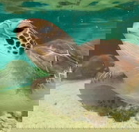 Cairns Aquarium Marine Life Encounter Ticket with 2-Course Lunch - Accommodation Sunshine Coast