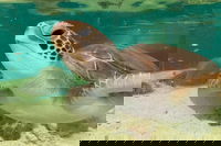 Cairns Aquarium Marine Life Encounter Ticket with 2-Course Lunch