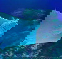 Cairns Aquarium Family Ticket - Accommodation Sunshine Coast