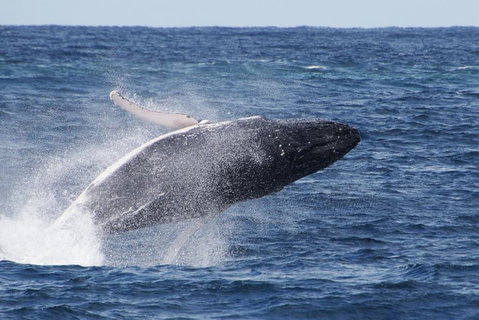 Whale Watching By Sea World Cruises - Accommodation Sunshine Coast 0