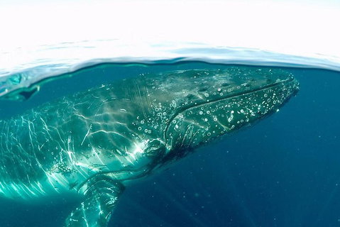 Whale Watching By Sea World Cruises - Accommodation Sunshine Coast 2