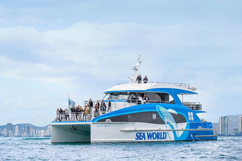 Whale Watching By Sea World Cruises - Accommodation Sunshine Coast 3