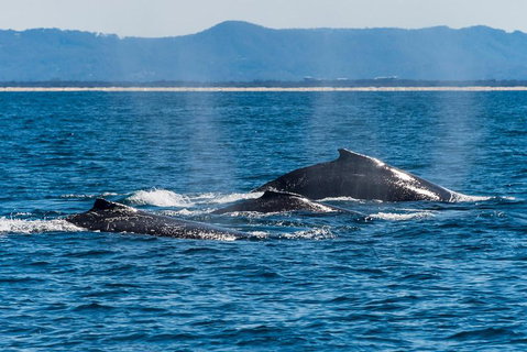 Whale Watching By Sea World Cruises - Accommodation Sunshine Coast 4