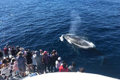Whale Watching By Sea World Cruises - Accommodation Sunshine Coast 5