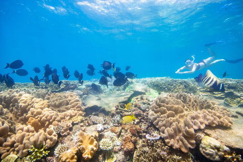 Outer Reef Pontoon Experience From Cairns - Accommodation Sunshine Coast 4