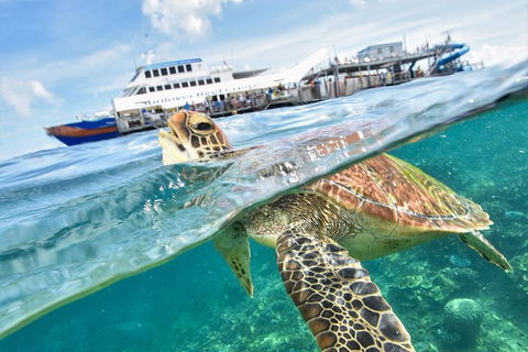Outer Reef Pontoon Experience From Cairns - Accommodation Sunshine Coast 5