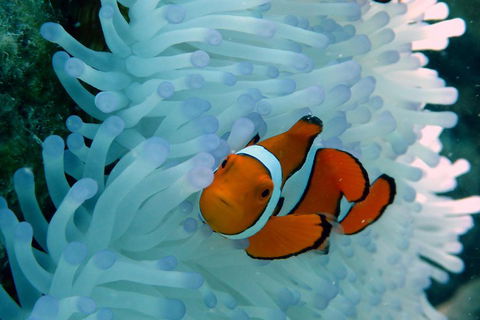 Seastar Luxury Outer Great Barrier Reef Island And Reef Tour From Cairns - Accommodation Sunshine Coast 0