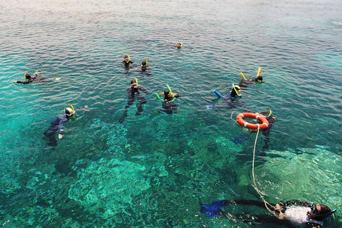 Seastar Luxury Outer Great Barrier Reef Island And Reef Tour From Cairns - Accommodation Sunshine Coast 2