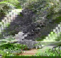 Private Daintree and Cape Tribulation Tour from Port Douglas - Accommodation Sunshine Coast