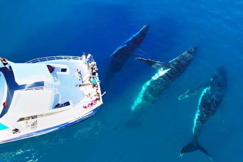 Hervey Bay Whale Watching Cruise - Accommodation Sunshine Coast 3