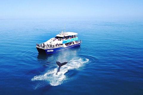 Hervey Bay Whale Watching Cruise - Accommodation Sunshine Coast 5