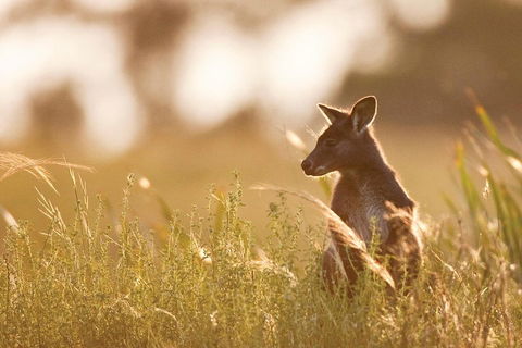 Blue Mountains Day Tour With Wildlife At Sunset From Sydney - Accommodation Sunshine Coast 2