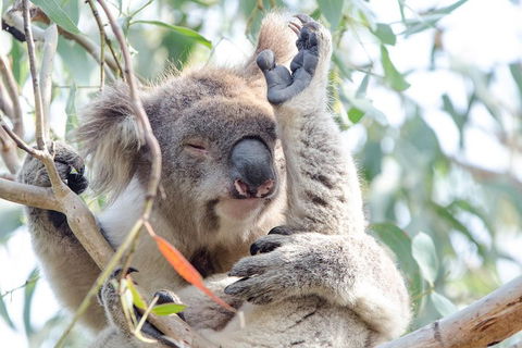 Great Ocean Road Reverse Itinerary With 12 Apostles From Melbourne - Accommodation Sunshine Coast 1