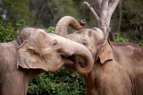 Melbourne Zoo General Entry Ticket - Accommodation Sunshine Coast 0