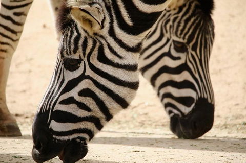 Melbourne Zoo General Entry Ticket - Accommodation Sunshine Coast 1