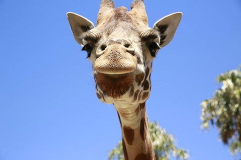 Melbourne Zoo General Entry Ticket - Accommodation Sunshine Coast 2