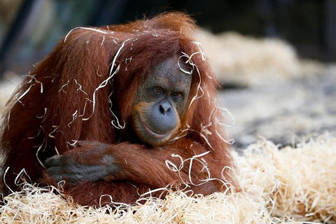 Melbourne Zoo General Entry Ticket - Accommodation Sunshine Coast 3