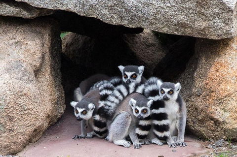 Melbourne Zoo General Entry Ticket - Accommodation Sunshine Coast 4