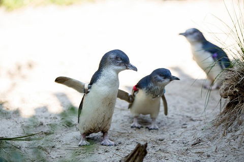 Melbourne Zoo General Entry Ticket - Accommodation Sunshine Coast 5